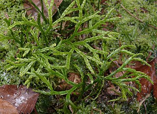 <i>Diphasiastrum complanatum</i> Species of clubmoss plant from coniferous forests