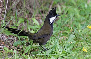 <span class="mw-page-title-main">Eastern whipbird</span> Species of bird