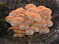 Flammulina velutipes.