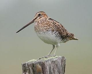 <span class="mw-page-title-main">Wilson's snipe</span> Species of bird