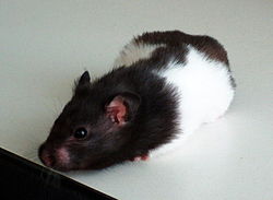 Syrisk guldhamster, Mesocricetus auratus