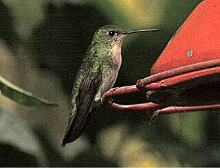 <span class="mw-page-title-main">Green-and-white hummingbird</span>