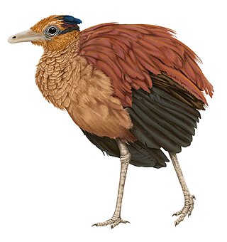 <i>Hollanda luceria</i> Extinct species of bird