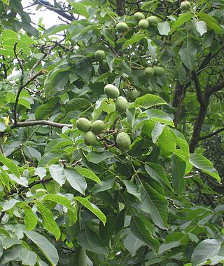 <span class="mw-page-title-main">Juglandaceae</span> Walnut family of trees