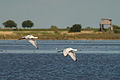 Spatules du lac de Neusiedl (espèce protégée)