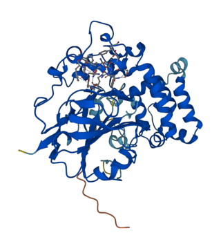 <small>L</small>-Tryptophan decarboxylase Enzyme