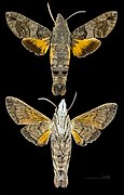 Macroglossum affictitia