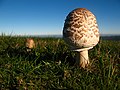 Zarrota (Macrolepiota procera) xuvenil, aínda sen abrir o sombreiro.