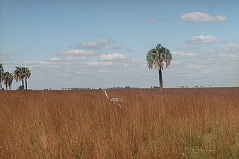 Nandu, förmodligen R. a. albescens, i sitt naturliga habitat.