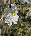 Mirabilis bigelovii