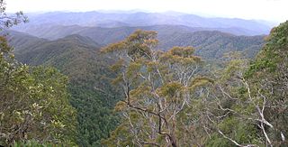 <span class="mw-page-title-main">Eastern Australian temperate forests</span> Ecoregion in Australia