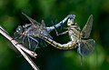 Image 34Sexual reproduction is nearly universal in animals, such as these dragonflies. (from Animal)