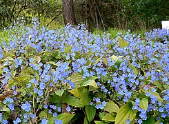 Omphalodes cappadocica 1.jpg