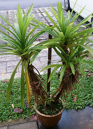 <i>Pandanus amaryllifolius</i> Tropical plant in the screwpine genus