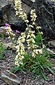 Penstemon confertus