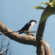 Filipininis nykštukinis sakalas (Microhierax erythrogenys) - Falconinae pošeimis.