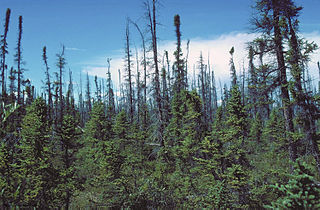 Birds of North American boreal forests