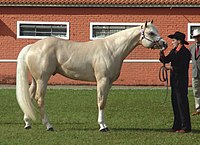 Photograph of a palomino Quarter Horse