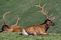 Image 54The Rocky Mountain elk is the Utah state mammal. (from Utah)
