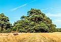 * Kandidimi Schaopedobbe (Sheep pool). Scots pine (Pinus sylvestris) in a flowering heathland. --Famberhorst 05:04, 17 September 2024 (UTC) * E miratuar  Support Good quality. --XRay 05:29, 17 September 2024 (UTC)