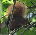 Ardilla de Junín (Sciurus pyrrhinus) en el parque nacional de Yanachaga-Chemillén