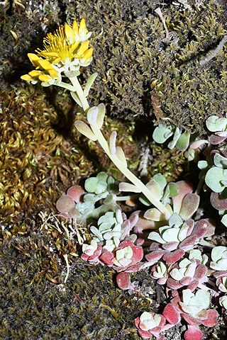 <i>Sedum spathulifolium</i> Species of succulent