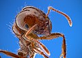 Image 26Closeup of a fire ant, showing fine sensory hairs on antennae (from Insect morphology)