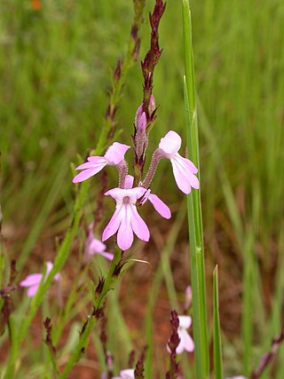 <i>Striga</i> Genus of flowering plants belonging to the broomrape family