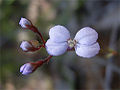 Stylidium amoenum