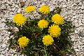 Ормаменьксэнь тюжа цеця (Taraxacum officinale)