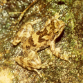 Image 2Eungella torrent frog Taudactylus eungellensis Myobatrachidae Australia (from Torrent frog)