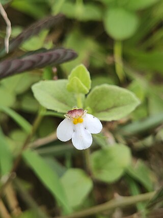 <i>Vandellia diffusa</i> Species of flowering plant