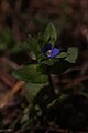 Veronica arvensis