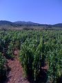 Weinberge auf Pelješac