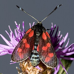 Zygaena filipendulae