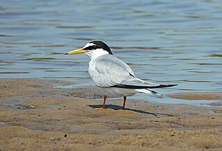 <span class="mw-page-title-main">Little tern</span> Species of bird