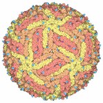 Virus (Zika virus)