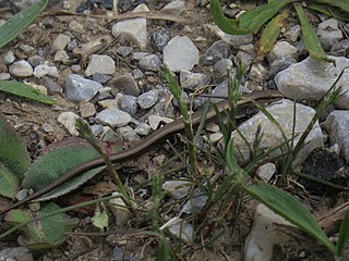 <i>Ablepharus budaki</i> Species of lizard