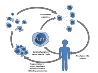 <span class="mw-page-title-main">Cell therapy</span> Therapy in which cellular material is injected into a patient