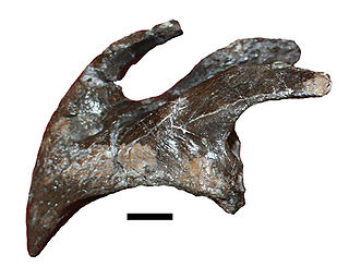 <i>Ajkaceratops</i> Extinct genus of dinosaurs