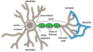 <span class="mw-page-title-main">Dendrite</span> Small projection on a neuron that receives signals