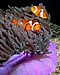 124 Commons:Picture of the Year/2011/R1/Anemone purple anemonefish.jpg