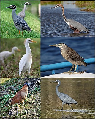 <span class="mw-page-title-main">Heron</span> Family of birds