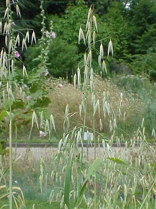 <i>Avena</i> Genus of grasses oat