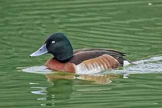 <span class="mw-page-title-main">Baer's pochard</span> Species of bird