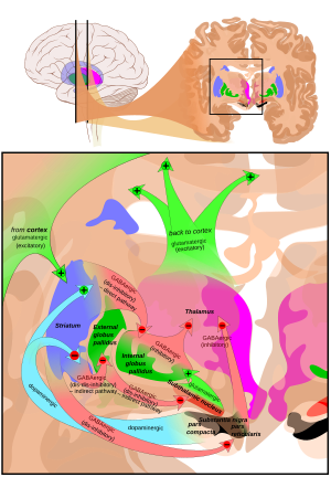 At the top, a line drawing of a side view of the human brain, with a cross section pulled out showing the basal ganglia structures in color near the center. At the bottom an expanded line drawing of the basal ganglia structures, showing outlines of each structure and broad arrows for their connection pathways.