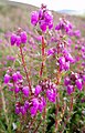 Føroyskur klokkulyngur (Erica cinerea)