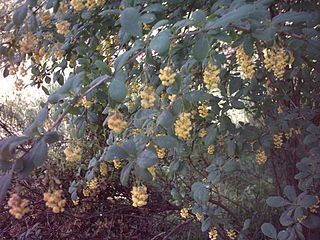 <i>Berberis canadensis</i> Species of shrub