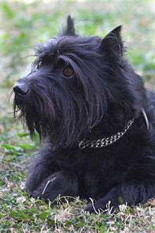 Pure-breed Zwergschnauzer Bram Zwergschnauzer.JPG