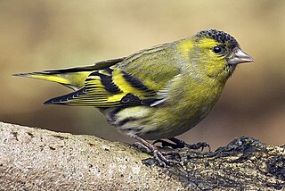 <span class="mw-page-title-main">Eurasian siskin</span> Species of bird